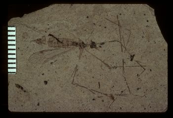Media type: image;   Entomology PALE-1286 Aspect: full